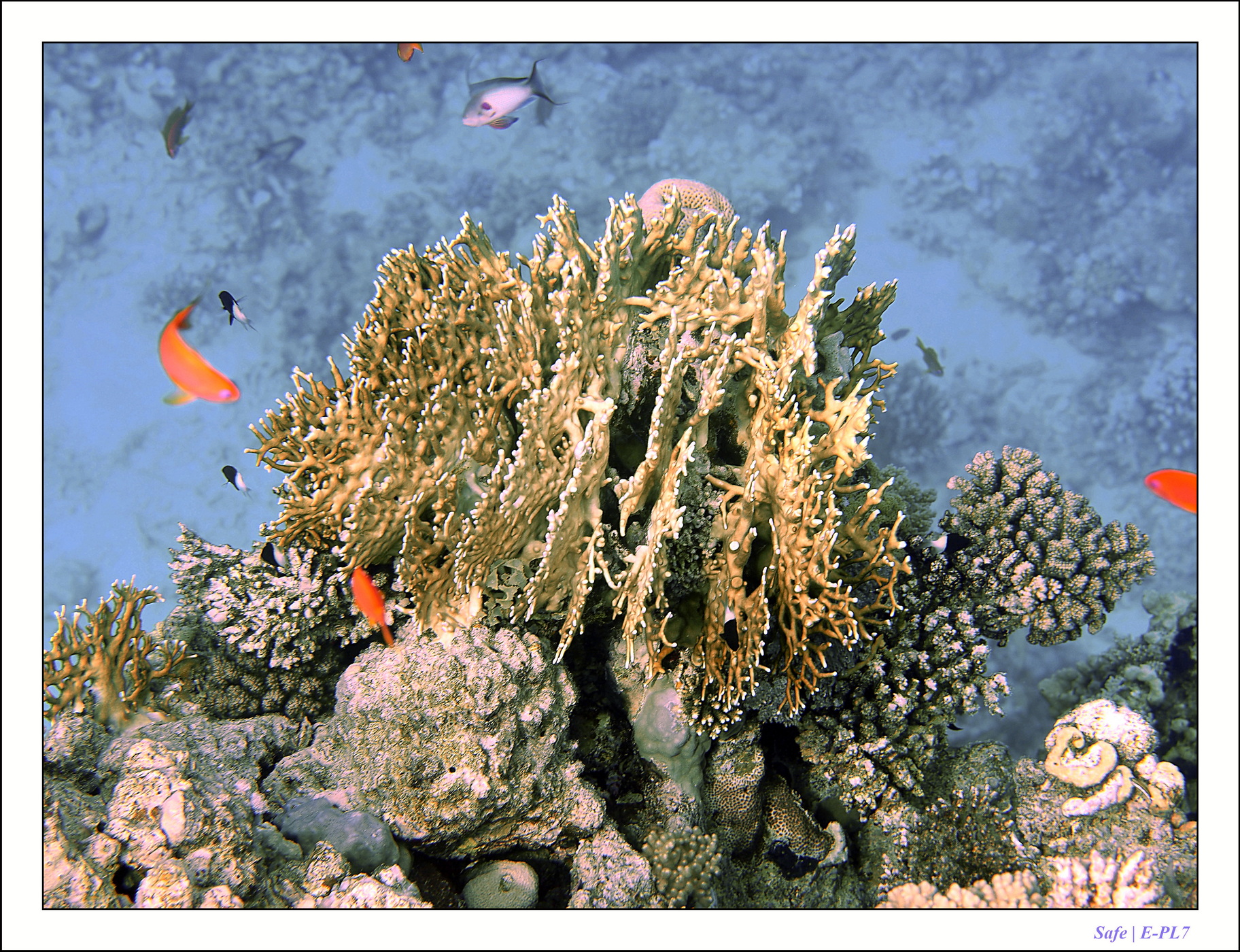 2023 - 03 - Charm El Sheikh - 19